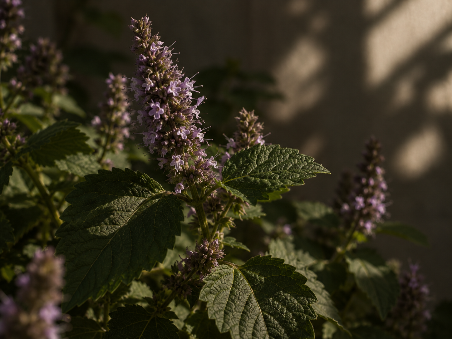 Apa Itu Patchouli? Mengenal Aroma dan Karakternya dalam Parfum